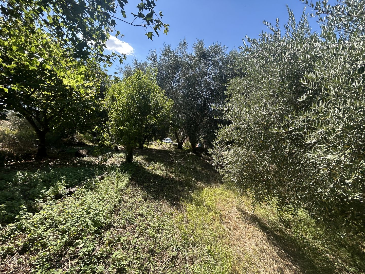 Anteprima immagine 6